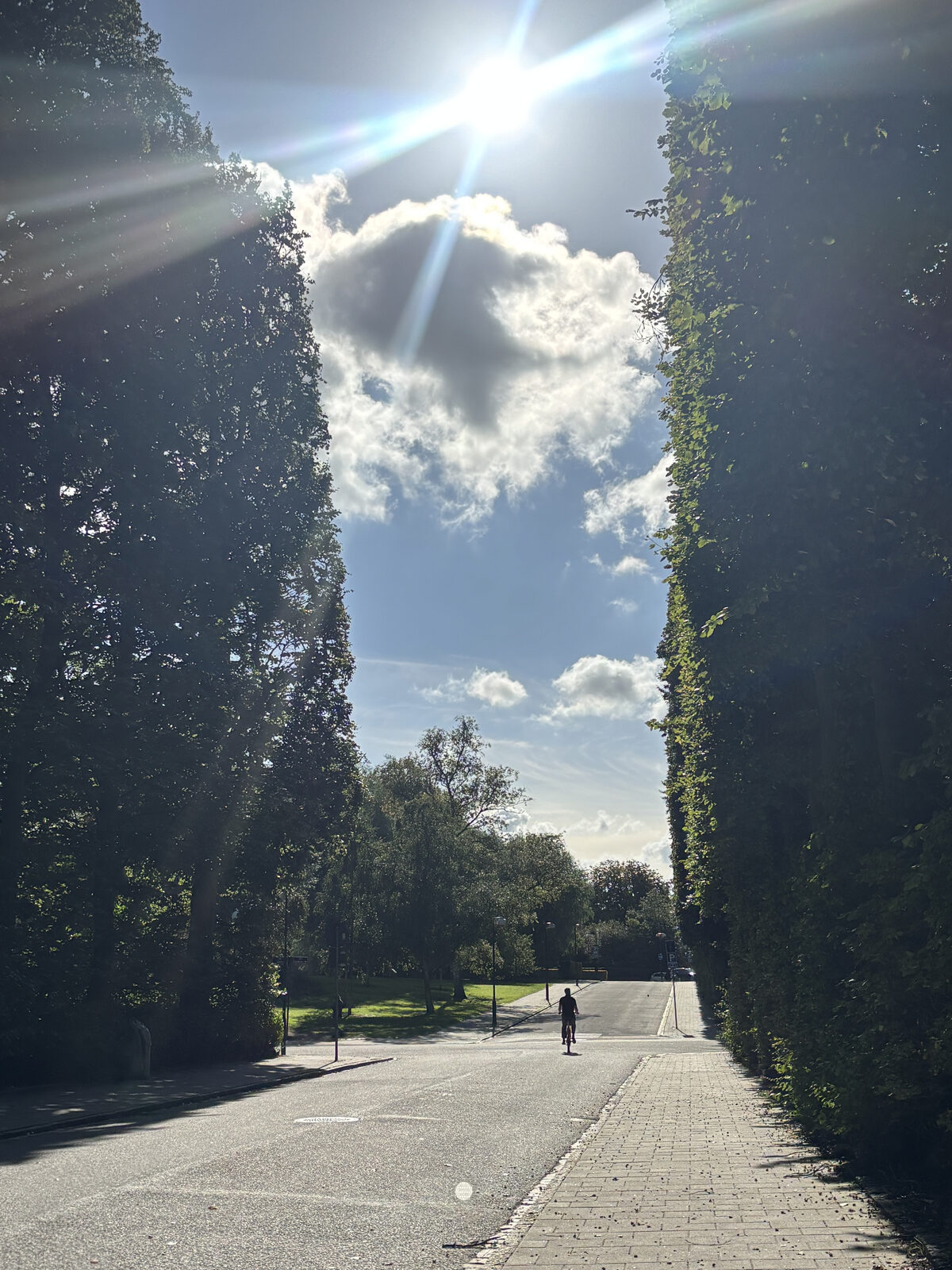 Tree-lined avenue in Malmö